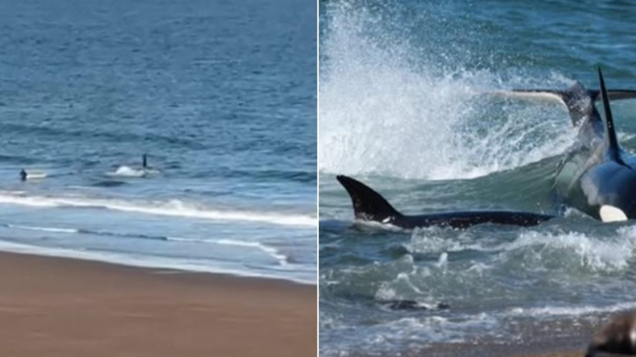 Kayakista Grita a Orca en Río Negro: Un Encuentro Desesperado en el Golfo San Matías