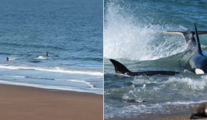 Kayakista Grita a Orca en Río Negro: Un Encuentro Desesperado en el Golfo San Matías