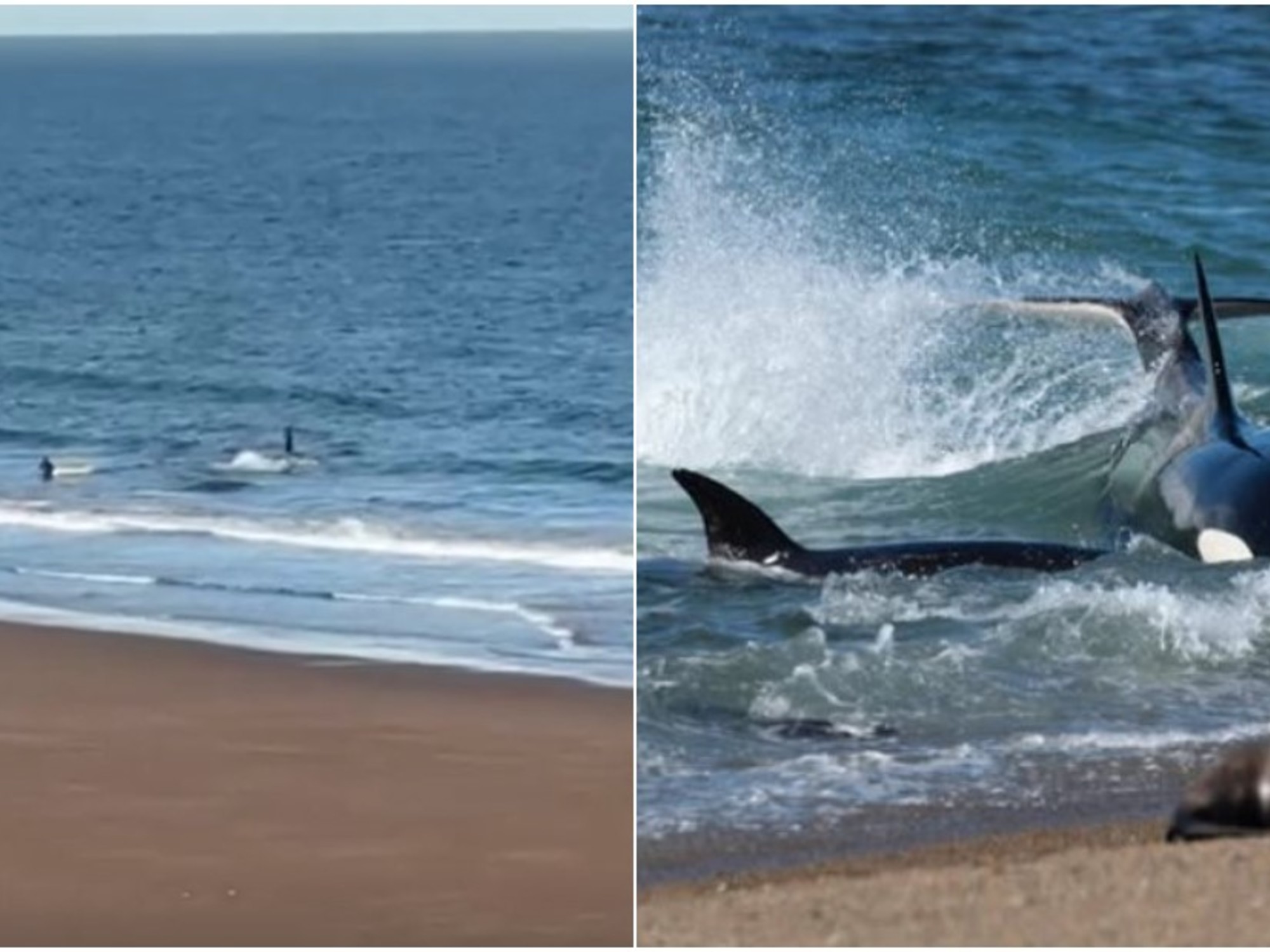 Orca macho se acerca peligrosamente a un kayak en el Golfo San Matías, Río Negro.