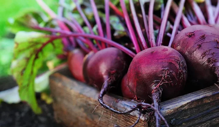 La Remolacha: El Alimento Rojo que Ayuda a Bajar el Colesterol a Partir de los 50
