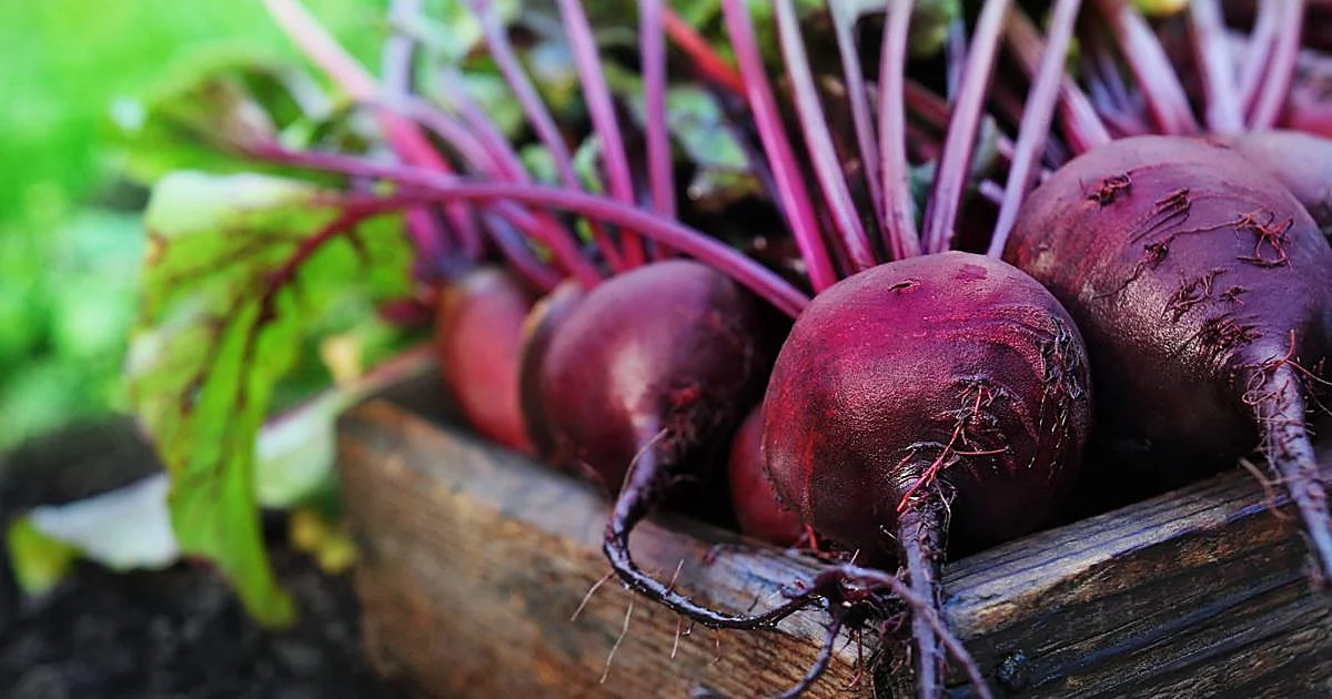 La Remolacha: El Alimento Rojo que Ayuda a Bajar el Colesterol a Partir de los 50