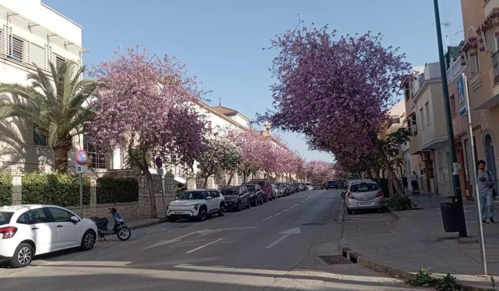 Expertos señalan especies de árboles clave para combatir el calor urbano en España