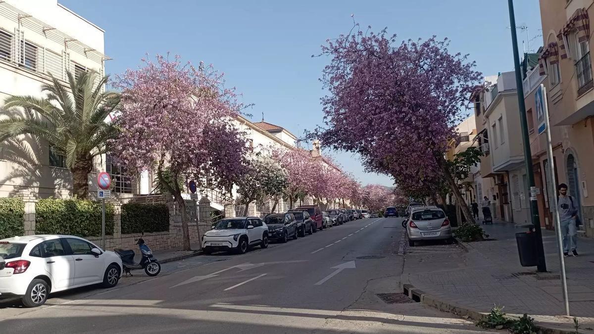 Expertos señalan especies de árboles clave para combatir el calor urbano en España