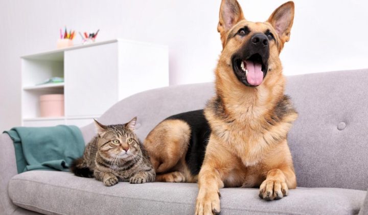 Yoga Teacher Advocates for Simple Morning Stretches Inspired by Pets