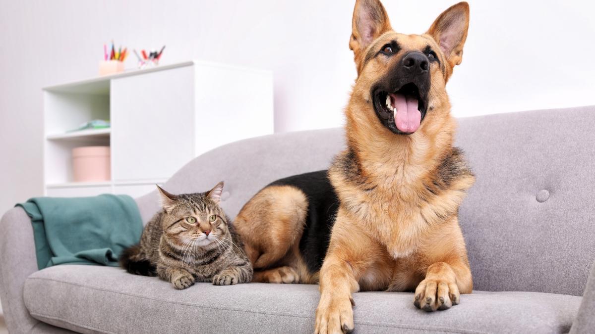 Yoga Teacher Advocates for Simple Morning Stretches Inspired by Pets