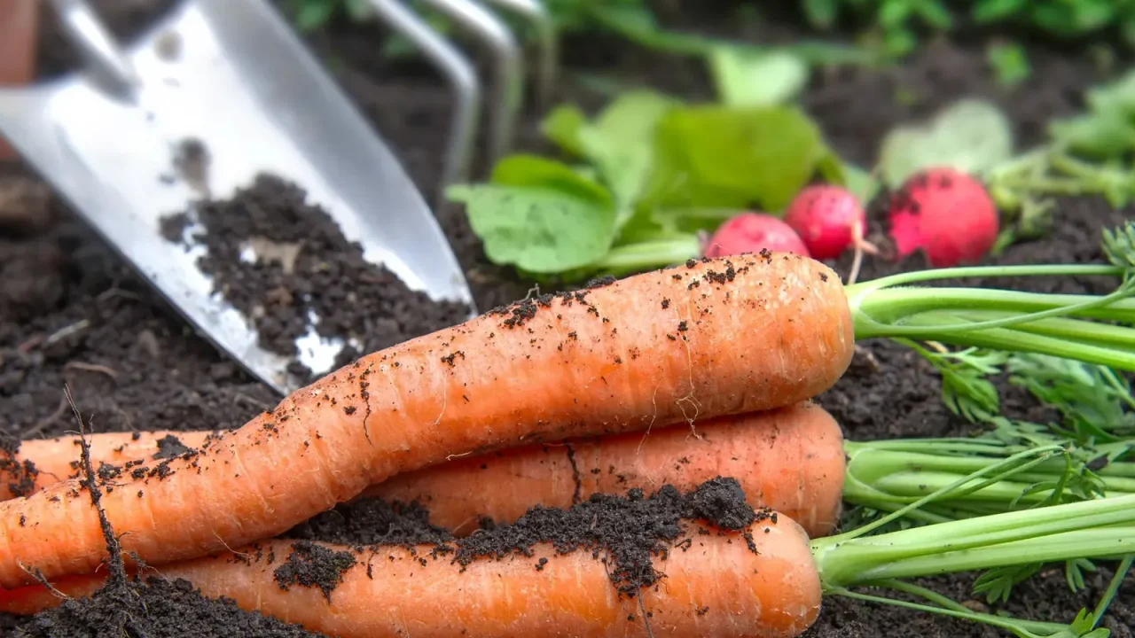 El invierno presenta desafíos únicos para los amantes de la huerta, pero con los cuidados adecuados, es posible disfrutar de cosechas nutrit