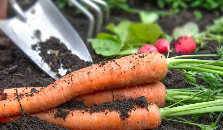 El invierno presenta desafíos únicos para los amantes de la huerta, pero con los cuidados adecuados, es posible disfrutar de cosechas nutrit